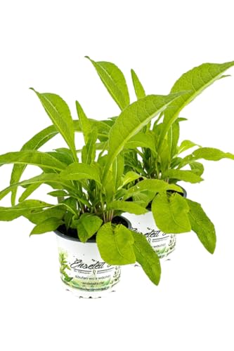 2er Set Echter Alant, Inula helenium, Kräuter Pflanze, Zier und Heilkraut von WESELER KRÄUTERPARADIES - GÄRTNEREI ENSELEIT