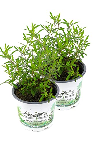 2er Set Gewürztagetes Orange Gem, Tagetes tenuifolia, Kräuter Pflanze von WESELER KRÄUTERPARADIES - GÄRTNEREI ENSELEIT