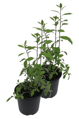 2er Set Goji Beere (Lycium barbarum) von WESELER KRÄUTERPARADIES - GÄRTNEREI ENSELEIT