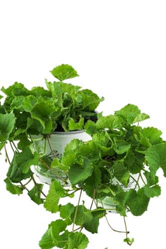 2er Set Gotu Kola Pflanze, Frische Kräuter Pflanze aus Nachhaltigem Anbau! von WESELER KRÄUTERPARADIES - GÄRTNEREI ENSELEIT