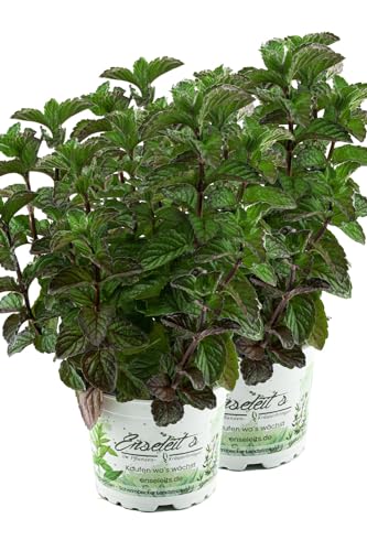 2er Set Grapefruit-Minze, Minze Pflanze, Winterhart (Mentha suaveolens x piperita) von WESELER KRÄUTERPARADIES - GÄRTNEREI ENSELEIT