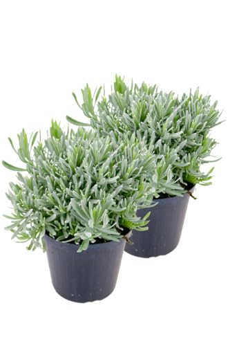 2er Set Italienischer Lavendel 15cm Topf, echter Lavendel Pflanze, Lavendula Angustifolia von WESELER KRÄUTERPARADIES - GÄRTNEREI ENSELEIT