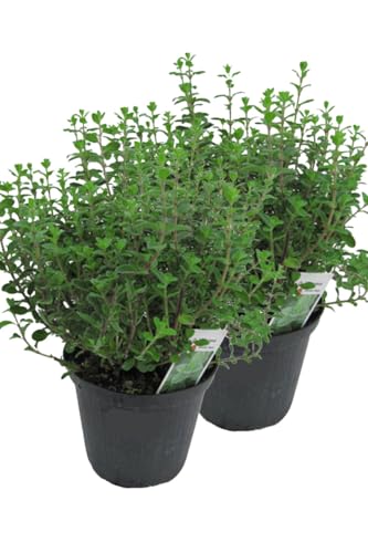 2er Set Italienischer Oregano im 15cm Topf - Origanum vulgare, frische Oregano Pflanze von WESELER KRÄUTERPARADIES - GÄRTNEREI ENSELEIT