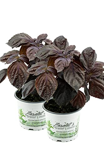 2er Set Japanisches Basilikum Shiso, Perilla (Perilla frutescens), Basilikum Kräuter Pflanze von WESELER KRÄUTERPARADIES - GÄRTNEREI ENSELEIT