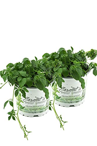 2er Set Jiaogulan Pflanzen Gynostemma pentaphyllum "vegetativ durch Steckling vermehrt" Kraut der Unsterblichkeit ! 2er Set Jiaogulan Pflanzen Gynostemma pentaphyllum "vegetativ durch Steckling vermehrt" Kraut der Unsterblichkeit ! von WESELER KRÄUTERPARADIES - GÄRTNEREI ENSELEIT