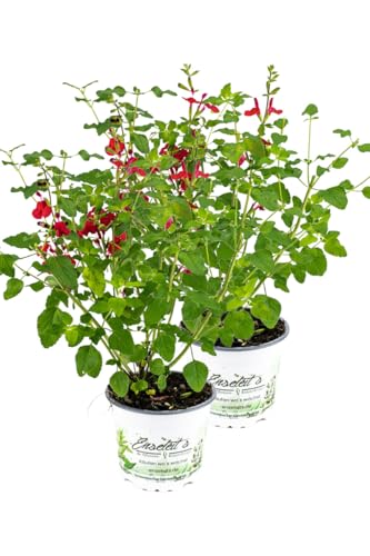 2er Set Johannisbeer-Salbei, Salvia microphylla, Kräuter Pflanze von WESELER KRÄUTERPARADIES - GÄRTNEREI ENSELEIT