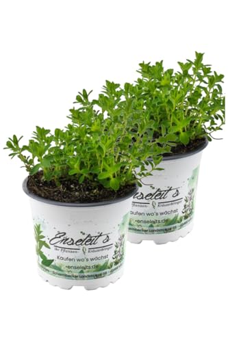 2er Set Johanniskraut Pflanze, Frische Kräuterpflanze aus Nachhaltigem Anbau von WESELER KRÄUTERPARADIES - GÄRTNEREI ENSELEIT