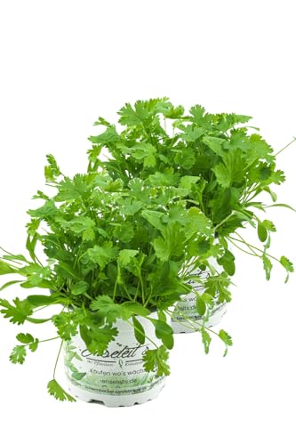 2er Set Koriander Coriandrum sativum von WESELER KRÄUTERPARADIES - GÄRTNEREI ENSELEIT