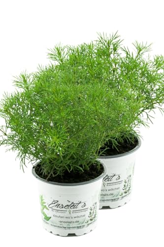 2er Set Lakritz-Tagetes, Frische Lakritz Pflanze (Tagetes filifolia) von WESELER KRÄUTERPARADIES - GÄRTNEREI ENSELEIT