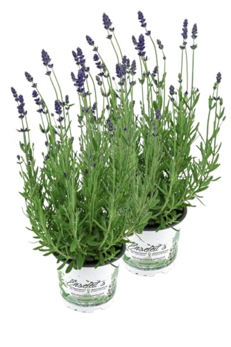 2er Set Lavendel Pflanze "Hidcote Blue" im 13cm Topf, Lavendula Angustifolia, winterhart 2er Set Lavendel Pflanze "Hidcote Blue" im 13cm Topf, Lavendula Angustifolia, winterhart von WESELER KRÄUTERPARADIES - GÄRTNEREI ENSELEIT