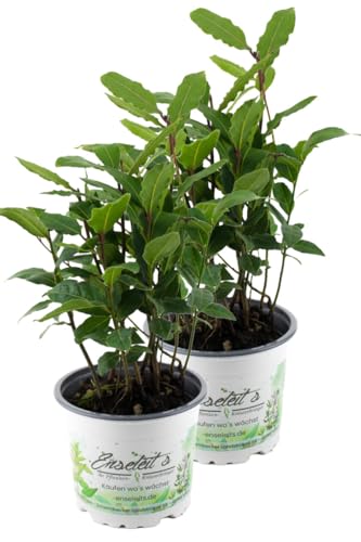 2er Set Lorbeer Pflanze, Gewürzlorbeer aus Nachhaltigem Anbau, frische Kräuter Pflanze 9cm Topf von WESELER KRÄUTERPARADIES - GÄRTNEREI ENSELEIT