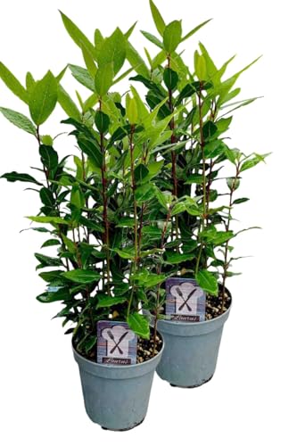 2er Set Lorbeer Pflanze, gewürzlorbeer, Laurus nobilis, im 15cm Topf von WESELER KRÄUTERPARADIES - GÄRTNEREI ENSELEIT