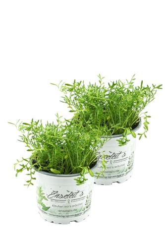 2er Set Maca Pflanze, Lustmacher Maca Kräuter Pflanzen Lepidium peruvianum 2er Set Maca Pflanze, Lustmacher Maca Kräuter Pflanzen Lepidium peruvianum von WESELER KRÄUTERPARADIES - GÄRTNEREI ENSELEIT