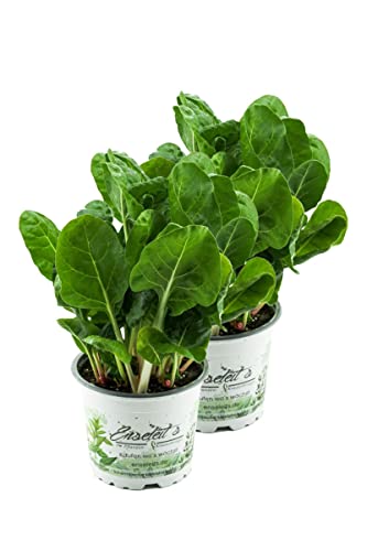 2er Set Mangold Pflanze, Marktfrische Pflanze aus Nachhaltigem Anbau! von WESELER KRÄUTERPARADIES - GÄRTNEREI ENSELEIT