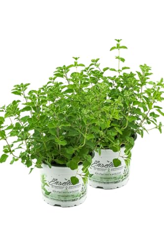 2er Set Oregano, frische Küchenkräuter Pflanze von WESELER KRÄUTERPARADIES - GÄRTNEREI ENSELEIT