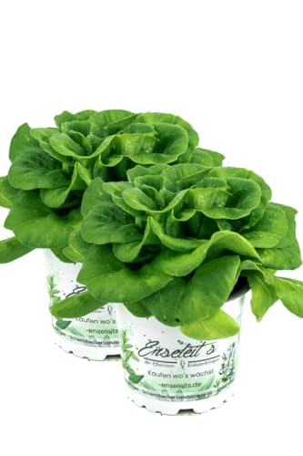 2er Set Pflücksalat grün, Salatpflanze im 12cm Topf, Lactuca sativa var. capitata von WESELER KRÄUTERPARADIES - GÄRTNEREI ENSELEIT