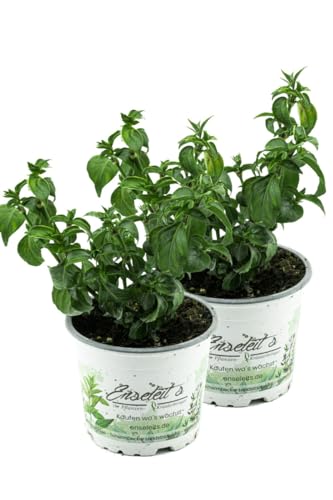 2er Set Pilzkraut (Rungia klossii) von WESELER KRÄUTERPARADIES - GÄRTNEREI ENSELEIT