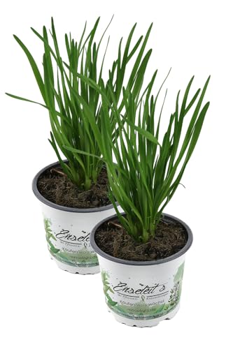 2er Set Schnittknoblauch,Allium tuberosum, Frische Kräuter Pflanze von WESELER KRÄUTERPARADIES - GÄRTNEREI ENSELEIT