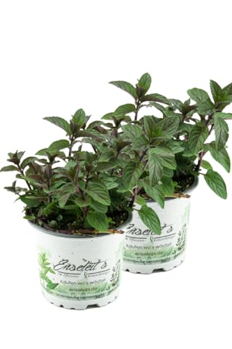 2er Set Schokoladen-Minze Pflanze, Schoko-Minze, Winterhart (Mentha piperita) von WESELER KRÄUTERPARADIES - GÄRTNEREI ENSELEIT