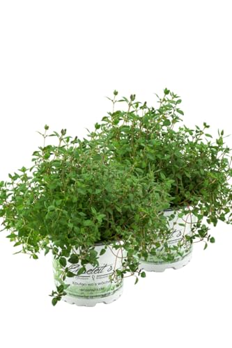2er Set Thymian Pflanze, aus Nachhaltigem Anbau, Marktfrische Qualität aus der Gärtnerei ! von WESELER KRÄUTERPARADIES - GÄRTNEREI ENSELEIT