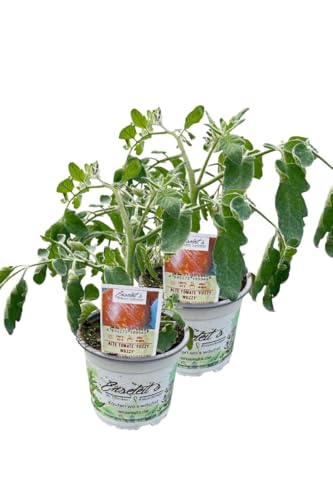 2er Set Tomatenpflanze Alte Tomate 'Fuzzy Wuzzy' von WESELER KRÄUTERPARADIES - GÄRTNEREI ENSELEIT