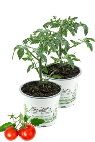 2er Set Tomatenpflanze Faulenzer-Tomate von WESELER KRÄUTERPARADIES - GÄRTNEREI ENSELEIT
