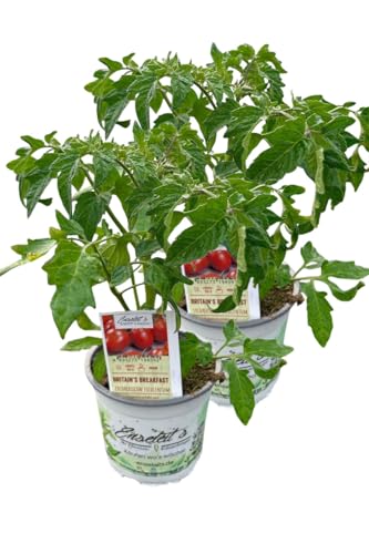 2er Set Tomatenpflanze Flaschentomate 'Britain's Breakfast' von WESELER KRÄUTERPARADIES - GÄRTNEREI ENSELEIT