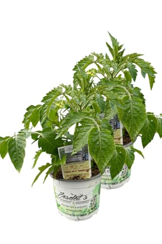 2er Set Tomatenpflanze Wild-Tomate 'Humboldtii' von WESELER KRÄUTERPARADIES - GÄRTNEREI ENSELEIT
