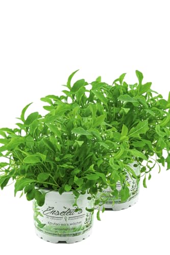 2er Set Wasabi Rucola Pflanze, Salatrauke, DIPLOTAXIS ERUCOIDES, Aus Nachhaltigem Anbau! 2er Set Wasabi Rucola Pflanze, Salatrauke, DIPLOTAXIS ERUCOIDES, Aus Nachhaltigem Anbau! von WESELER KRÄUTERPARADIES - GÄRTNEREI ENSELEIT