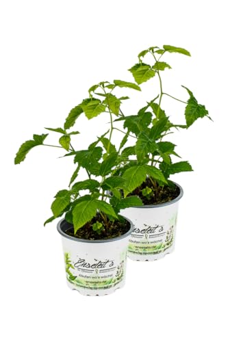 2er Set ZWERG BROMBEERE, RUBUS FRUTICOSUS ‘LITTLE BLACK PRINCE‘ von WESELER KRÄUTERPARADIES - GÄRTNEREI ENSELEIT