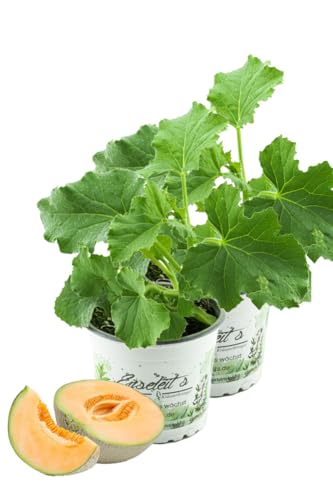 2er Set Zuckermelonen Pflanze, frische Zuckermelone aus Nachhaltigem Anbau! von WESELER KRÄUTERPARADIES - GÄRTNEREI ENSELEIT
