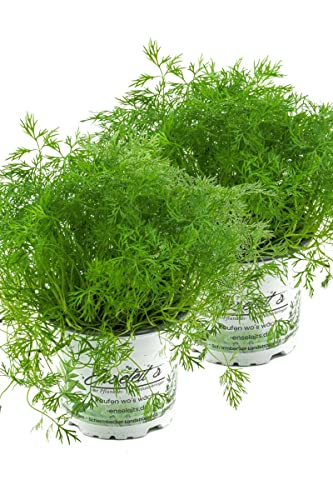 2x Dill Pflanze, Frische Kräuterpflanze (Anethum graveolens) im Doppelpack von WESELER KRÄUTERPARADIES - GÄRTNEREI ENSELEIT