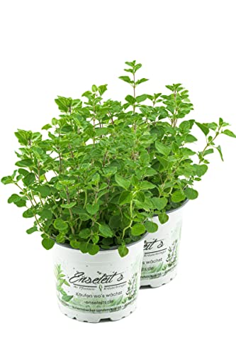 2x Majoran Origanum majorana, Kräuter Pflanze von WESELER KRÄUTERPARADIES - GÄRTNEREI ENSELEIT