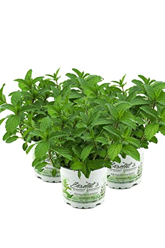 3 x Japanische Heilminze Pflanze Mentha arvensis x spicata von WESELER KRÄUTERPARADIES - GÄRTNEREI ENSELEIT