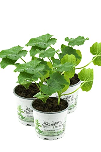 3er Hokkaidokürbis Pflanze, frische Hokkaido Kürbis Pflanze aus eigener Gärtnerei! von WESELER KRÄUTERPARADIES - GÄRTNEREI ENSELEIT