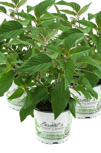 3er Set Ananas Salbei, frischer Salbei mit Ananasduft, Kräuter Pflanze von WESELER KRÄUTERPARADIES - GÄRTNEREI ENSELEIT