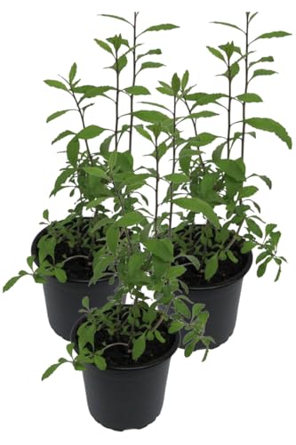 3er Set Goji Beere (Lycium barbarum) von WESELER KRÄUTERPARADIES - GÄRTNEREI ENSELEIT