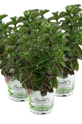 3er Set Grapefruit-Minze, Minze Pflanze, Winterhart (Mentha suaveolens x piperita) von WESELER KRÄUTERPARADIES - GÄRTNEREI ENSELEIT