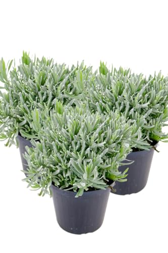 3er Set Italienischer Lavendel 15cm Topf, echter Lavendel Pflanze, Lavendula Angustifolia von WESELER KRÄUTERPARADIES - GÄRTNEREI ENSELEIT