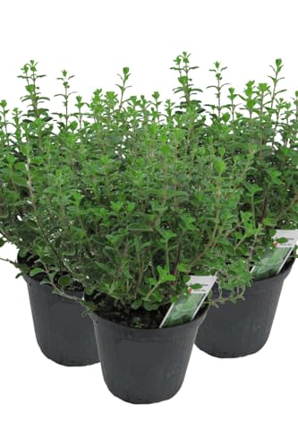 3er Set Italienischer Oregano im 15cm Topf - Origanum vulgare, frische Oregano Pflanze von WESELER KRÄUTERPARADIES - GÄRTNEREI ENSELEIT