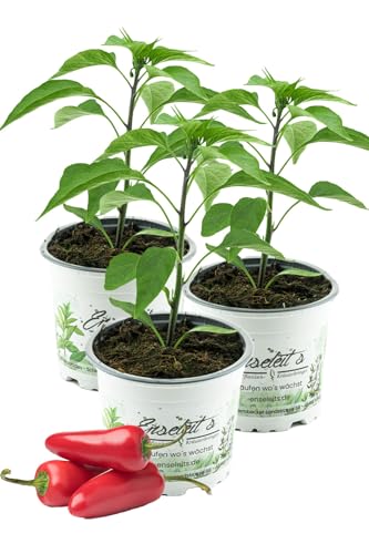 3er Set JALAPENO-CHILI SAMIRA SHINY, Chili Pflanze aus nachhaltigem Anbau direkt aus der Gärtnerei Enseleit von WESELER KRÄUTERPARADIES - GÄRTNEREI ENSELEIT