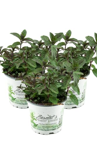 3er Set Schokoladen-Minze Pflanze, Schoko-Minze, Winterhart (Mentha piperita) von WESELER KRÄUTERPARADIES - GÄRTNEREI ENSELEIT