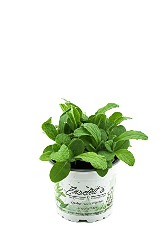 Borretsch,Borago officinalis,Gurkenkraut, Marktfrische Pflanze von WESELER KRÄUTERPARADIES - GÄRTNEREI ENSELEIT