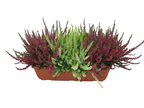 Calluna Vulgaris in 3 beliebten Farben im 40cm Anthrazit Blumenkasten von WESELER KRÄUTERPARADIES - GÄRTNEREI ENSELEIT
