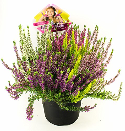 Calluna vulgaris High five 2 Liter Topf ca. 35cm hoch, Winterheide, Besenheide, Eriken von WESELER KRÄUTERPARADIES - GÄRTNEREI ENSELEIT