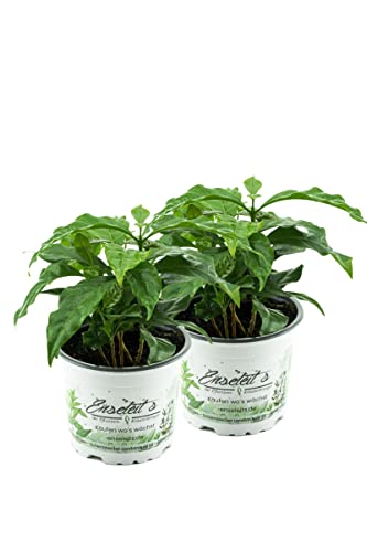 Echter Kaffee (Kaffeepflanze), coffea arabica 2er Set von WESELER KRÄUTERPARADIES - GÄRTNEREI ENSELEIT