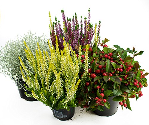 Herbst Blumen Set Nr.10 Calluna vulgaris Trios Milka, Stacheldraht, Scheinbeere & Besenheide gelb Herbst Blumen Set Nr.10 Calluna vulgaris Trios Milka, Stacheldraht, Scheinbeere & Besenheide gelb von WESELER KRÄUTERPARADIES - GÄRTNEREI ENSELEIT
