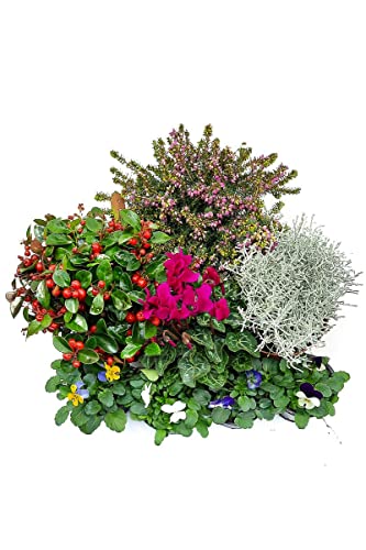 Herbst Blumen Set Nr.14 Stacheldraht, Scheinbeere, Schneeheide, Alpenveilchen, Hornveilchen Herbst Blumen Set Nr.14 Stacheldraht, Scheinbeere, Schneeheide, Alpenveilchen, Hornveilchen von WESELER KRÄUTERPARADIES - GÄRTNEREI ENSELEIT