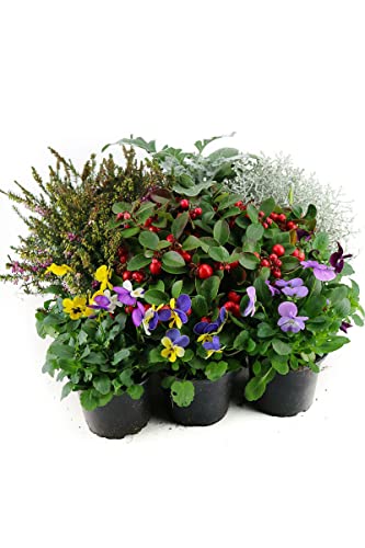Herbst Blumen Set Nr.16 Winterheide, Scheinbeere, Schneeheide, Silberblatt, Hornveilchen & Stacheldraht von WESELER KRÄUTERPARADIES - GÄRTNEREI ENSELEIT