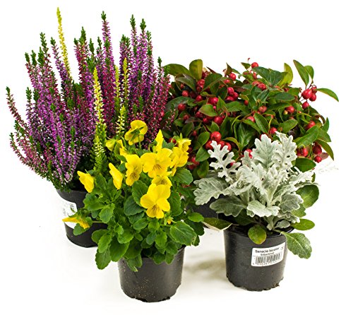 Herbst Blumen Set Nr.5 Calluna vulgaris Trios Milka, Scheinbeere, Viola Stiefmütterchen & Silberblatt Herbst Blumen Set Nr.5 Calluna vulgaris Trios Milka, Scheinbeere, Viola Stiefmütterchen & Silberblatt von WESELER KRÄUTERPARADIES - GÄRTNEREI ENSELEIT